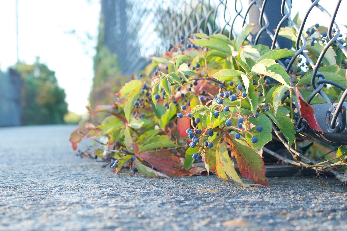 Nature photograph — Washington DC