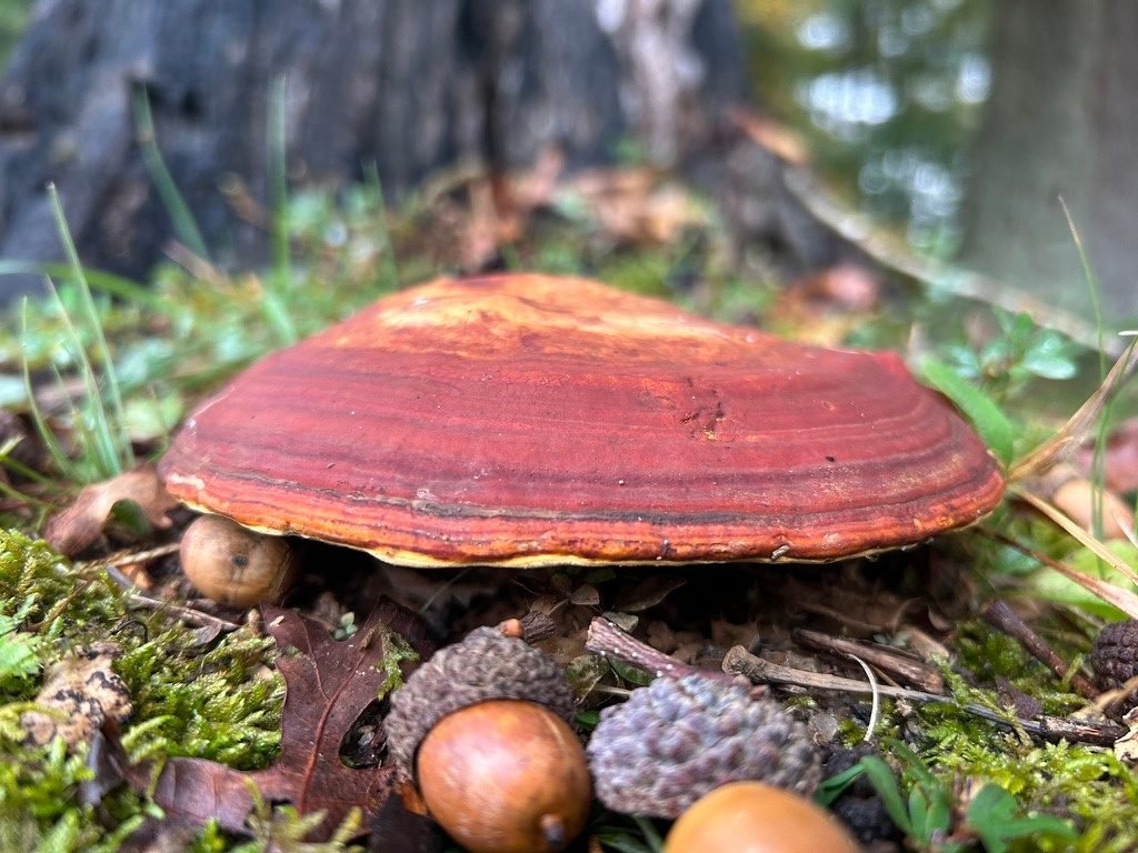 Nature photograph — Raleigh, North Carolina